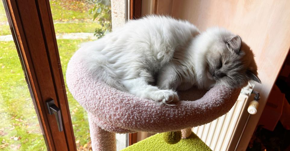 hack dierenhaar verwijderen