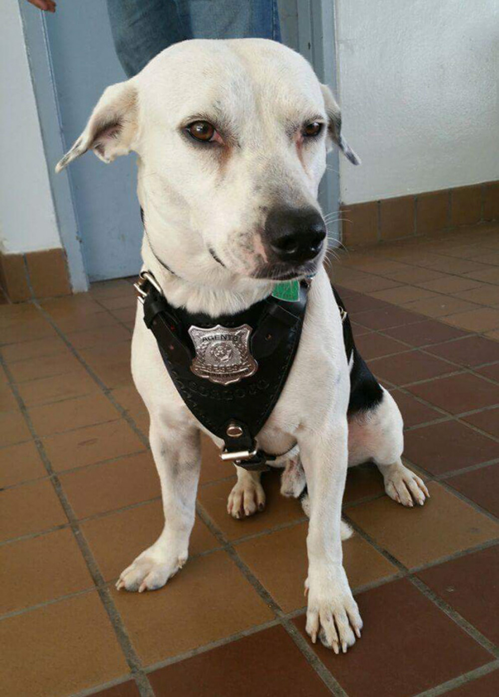 Un chien errant devient policier