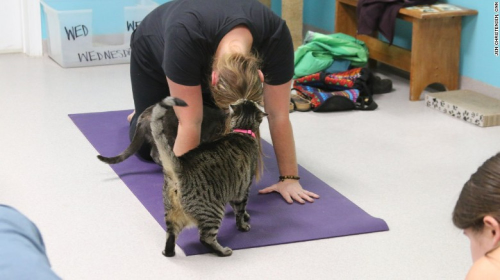 LE CAT YOGA la nouvelle tendance pour se relaxer avec son matou