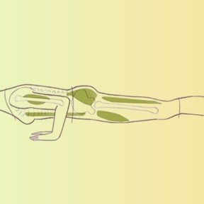YOG uitgelicht – Chaturanga Dandasana