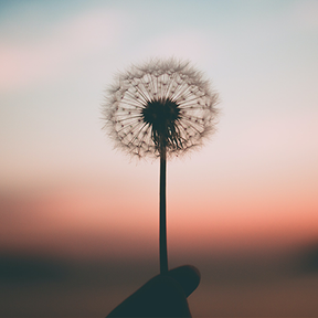 Mindfulness