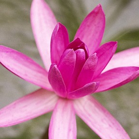 Ayurveda op Sri Lanka