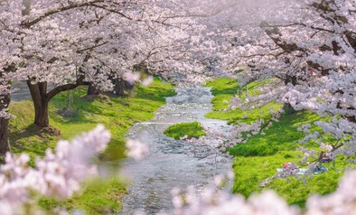 Kannonji river sakura trees