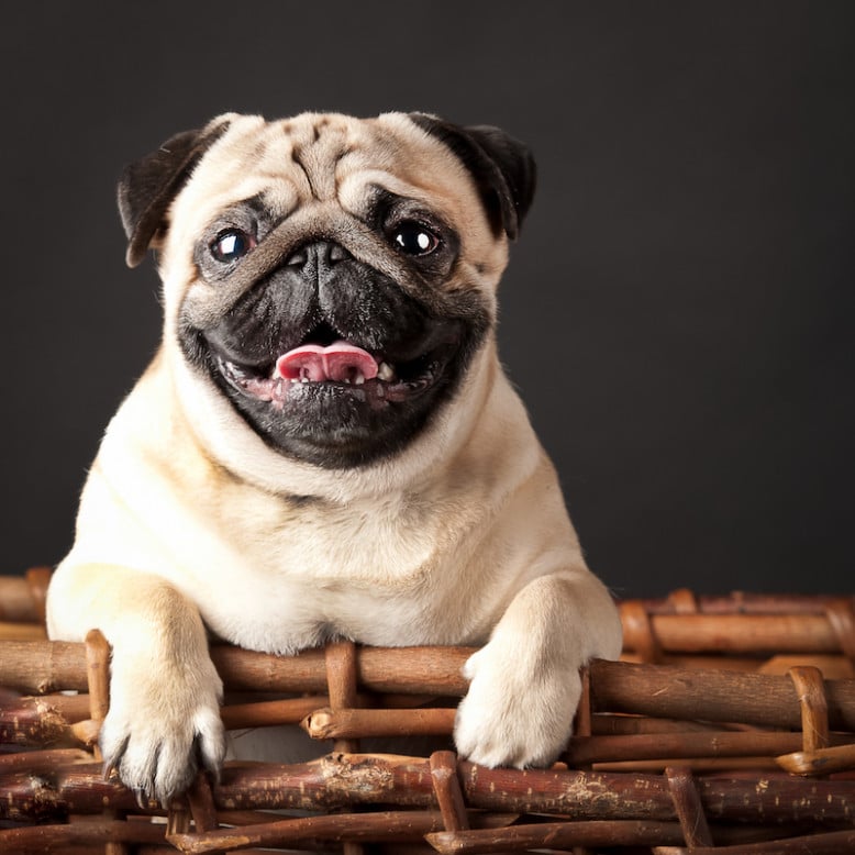 Les Meilleures Races à Choisir Pour Un Premier Chien