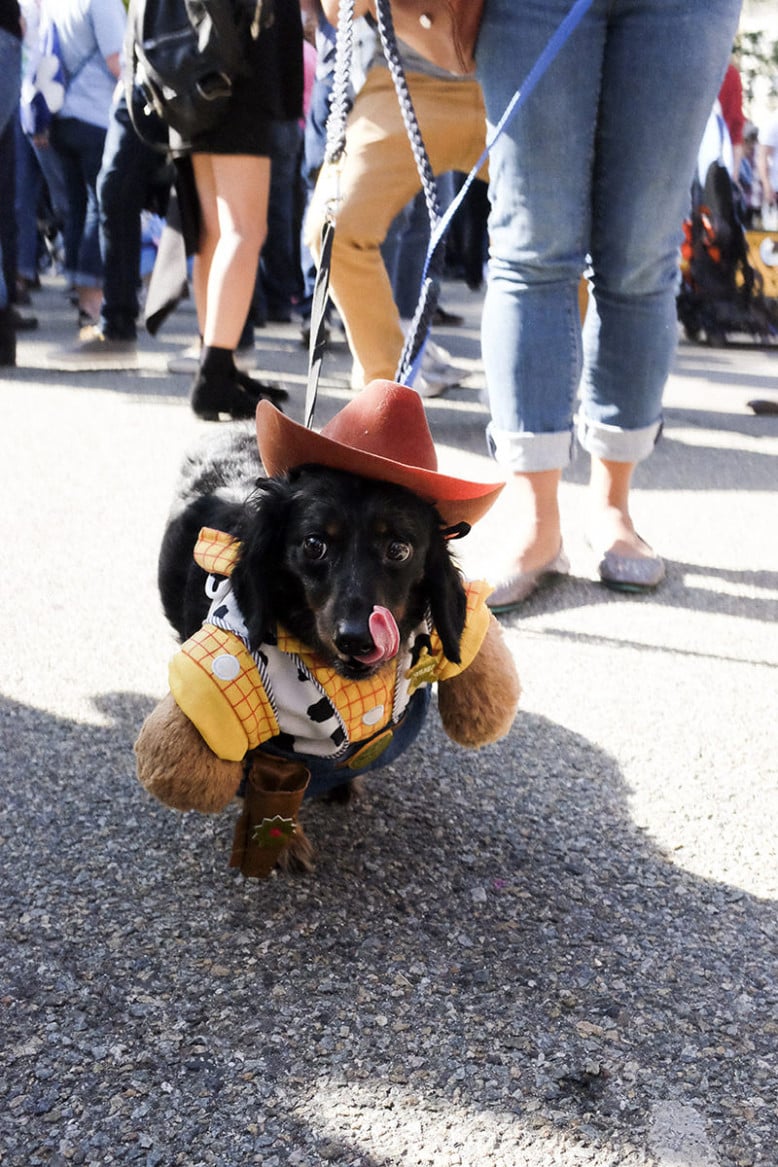 Les meilleurs costumes pour chiens de la parade canine d'Halloween