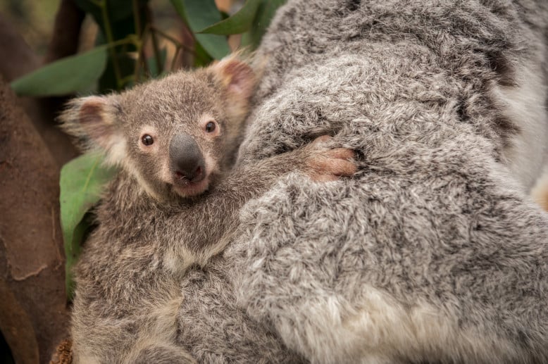 Video Un Bebe Koala Sort De Sa Poche Pour La Premiere Fois A Planckendael