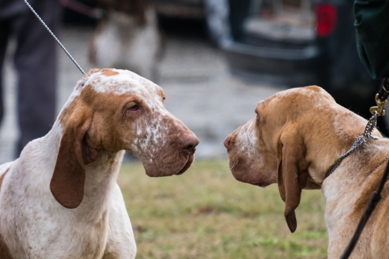 10 Races De Chiens Méconnues Et Sublimes