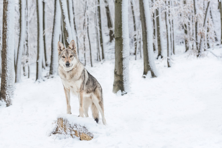 10 Races De Chiens Méconnues Et Sublimes