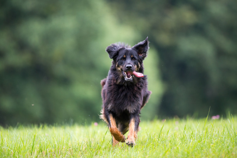 10 Races De Chiens Méconnues Et Sublimes