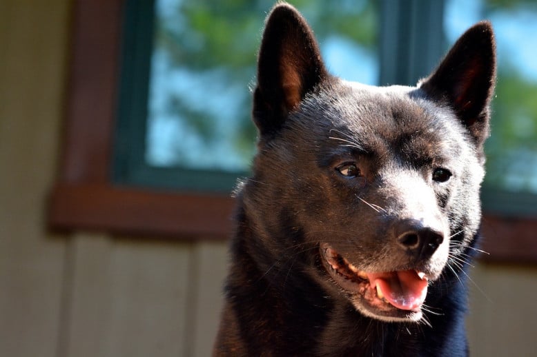 10 Races De Chiens Méconnues Et Sublimes