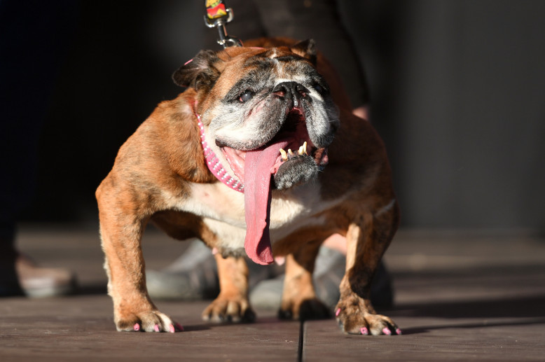 ZIEN: Dit Is De Lelijkste Hond Ter Wereld