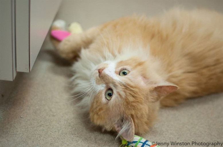 Un Chat Marche km Pour Retrouver Sa Maison Et Comme Recompense Ses Maitres Veulent L Euthanasier