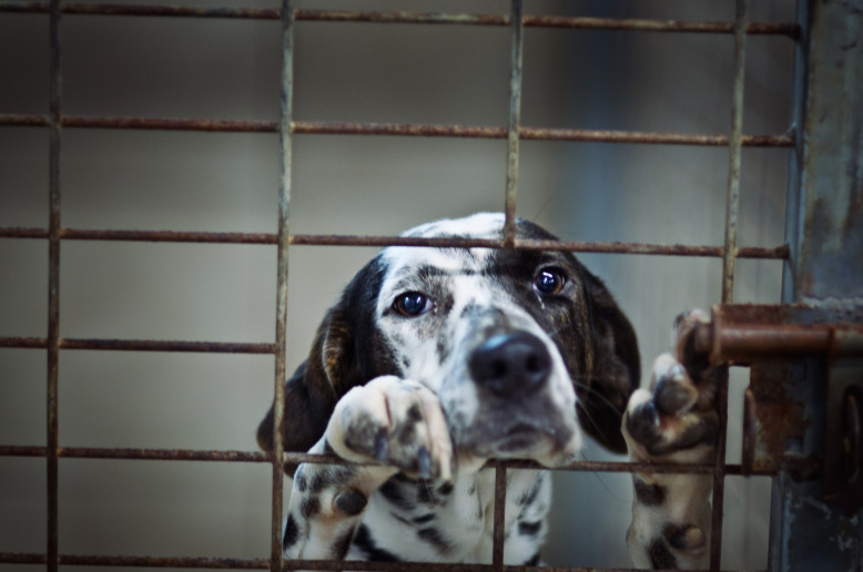 Le bilan honteux des abandons d'animaux en Belgique (et l