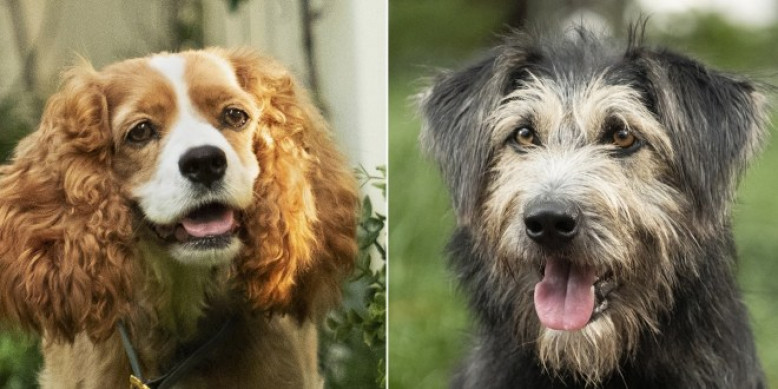 Race Chien La Belle Et Le Clochard Film Voilà à quoi ressemblent La Belle et le Clochard dans le remake de Disney
