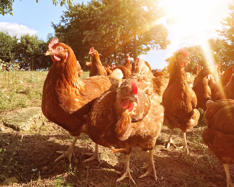 Comment Reconnaitre Une Jeune Poule D Une Vieille Adoptez des poules et sauvez-les de l'abattoir